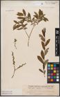 Foto von Salix aurita L. x Salix purpurea L.